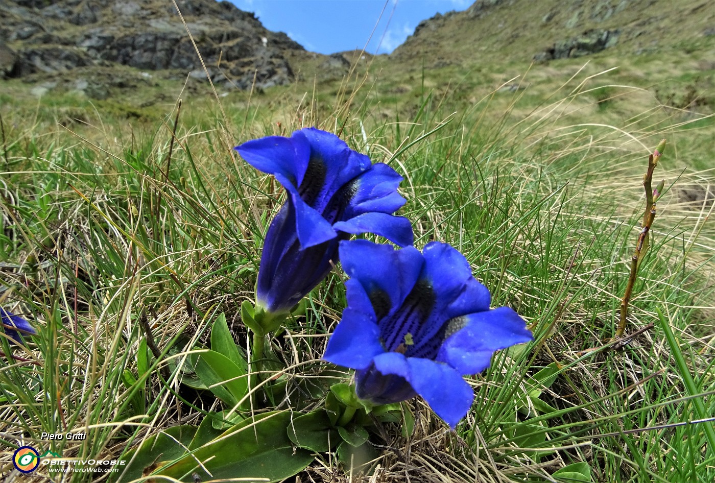 64 Genziana di Koch (Gentiana kochiana).JPG